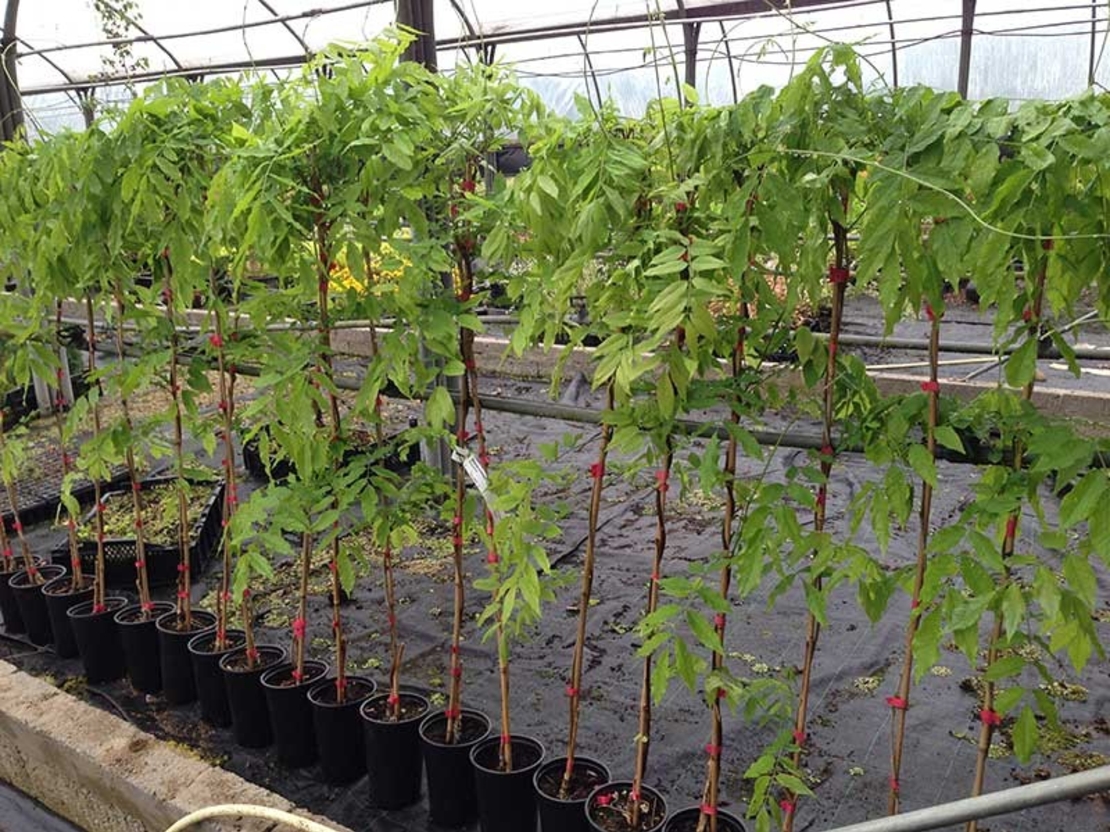 Глициния китайска Wisteria chinensis