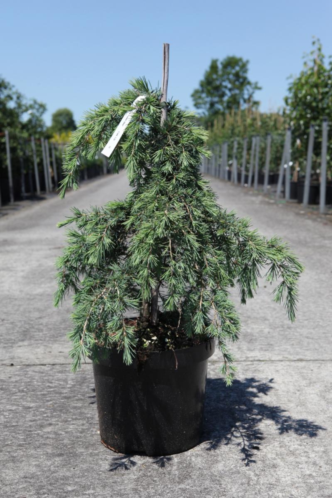 Кедър хималайски плачещ Cedrus deodara ‘Pendula’