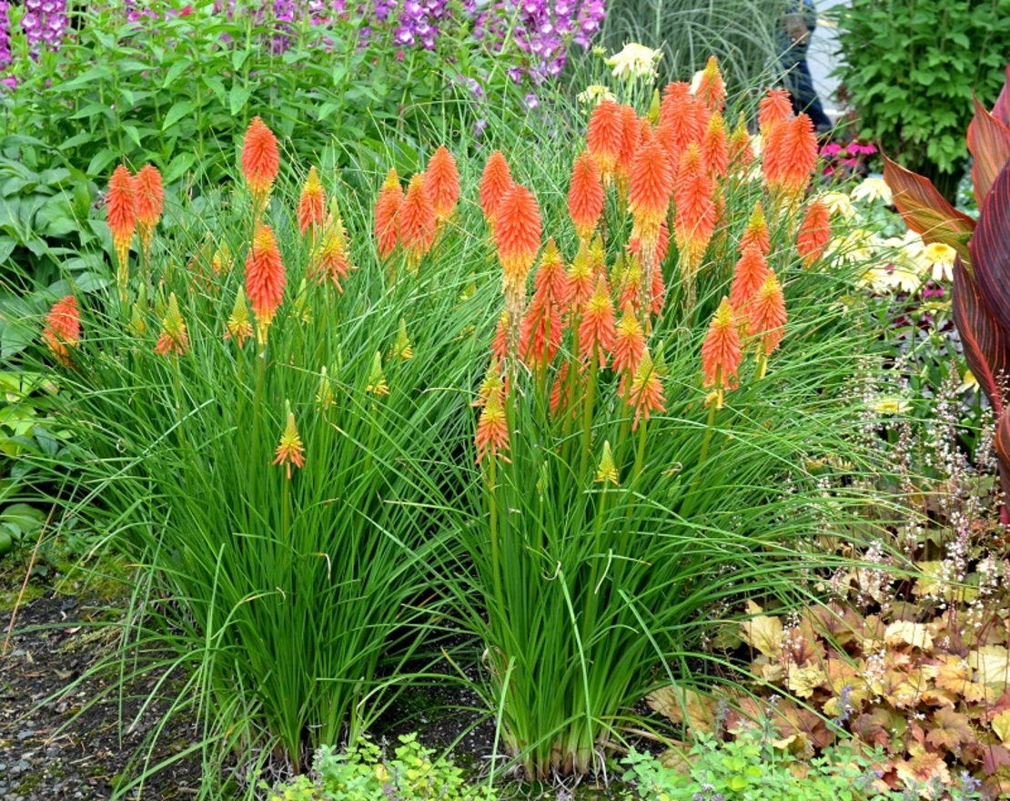 Книфофия Kniphofia uvaria
