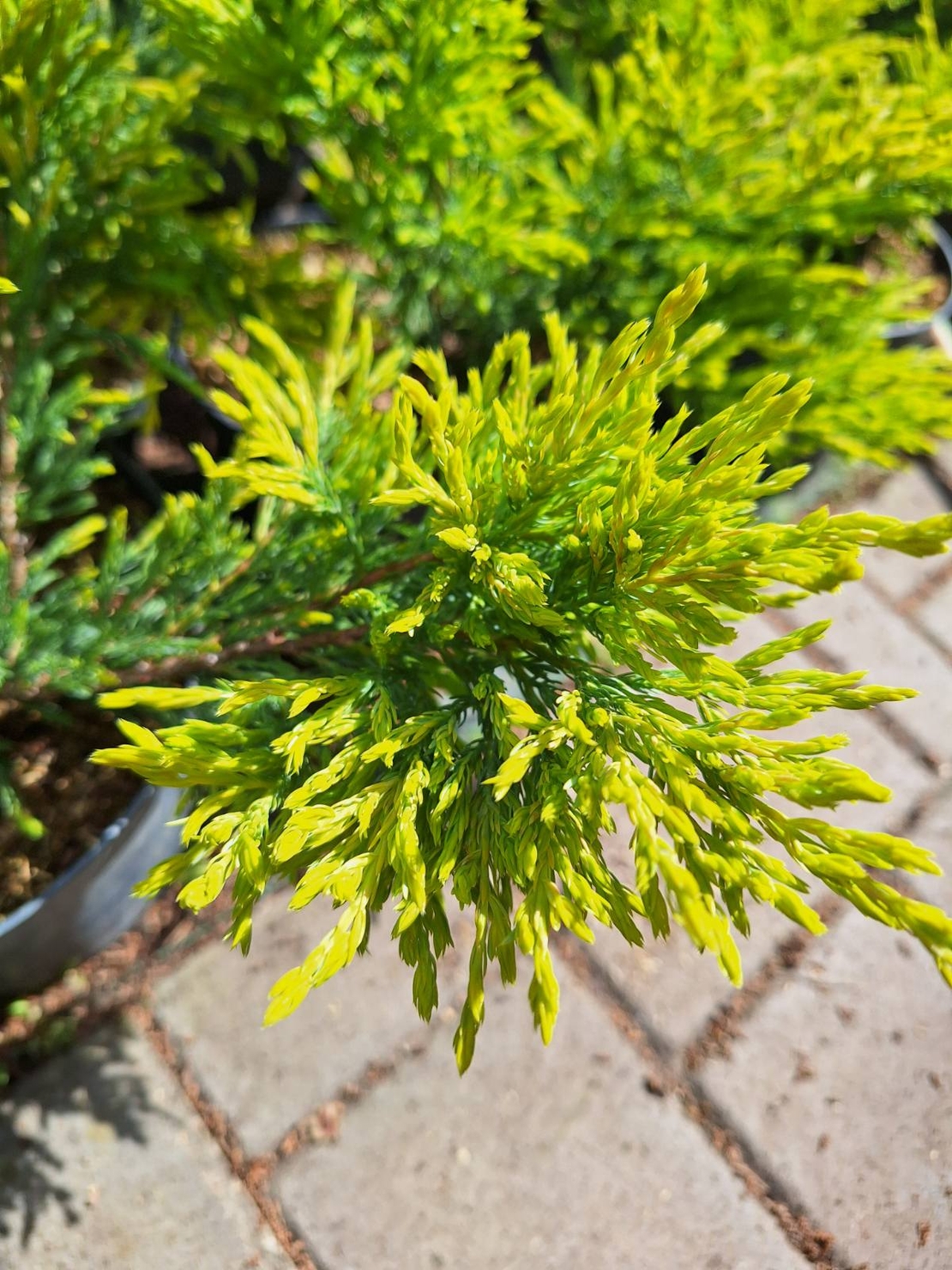 Хвойна ‘Old Gold’   'Juniperus Old Gold’