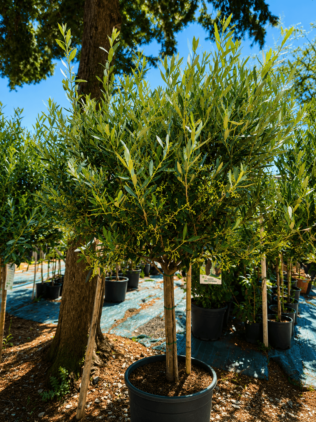 Маслиново дърво  'Olea europaea'