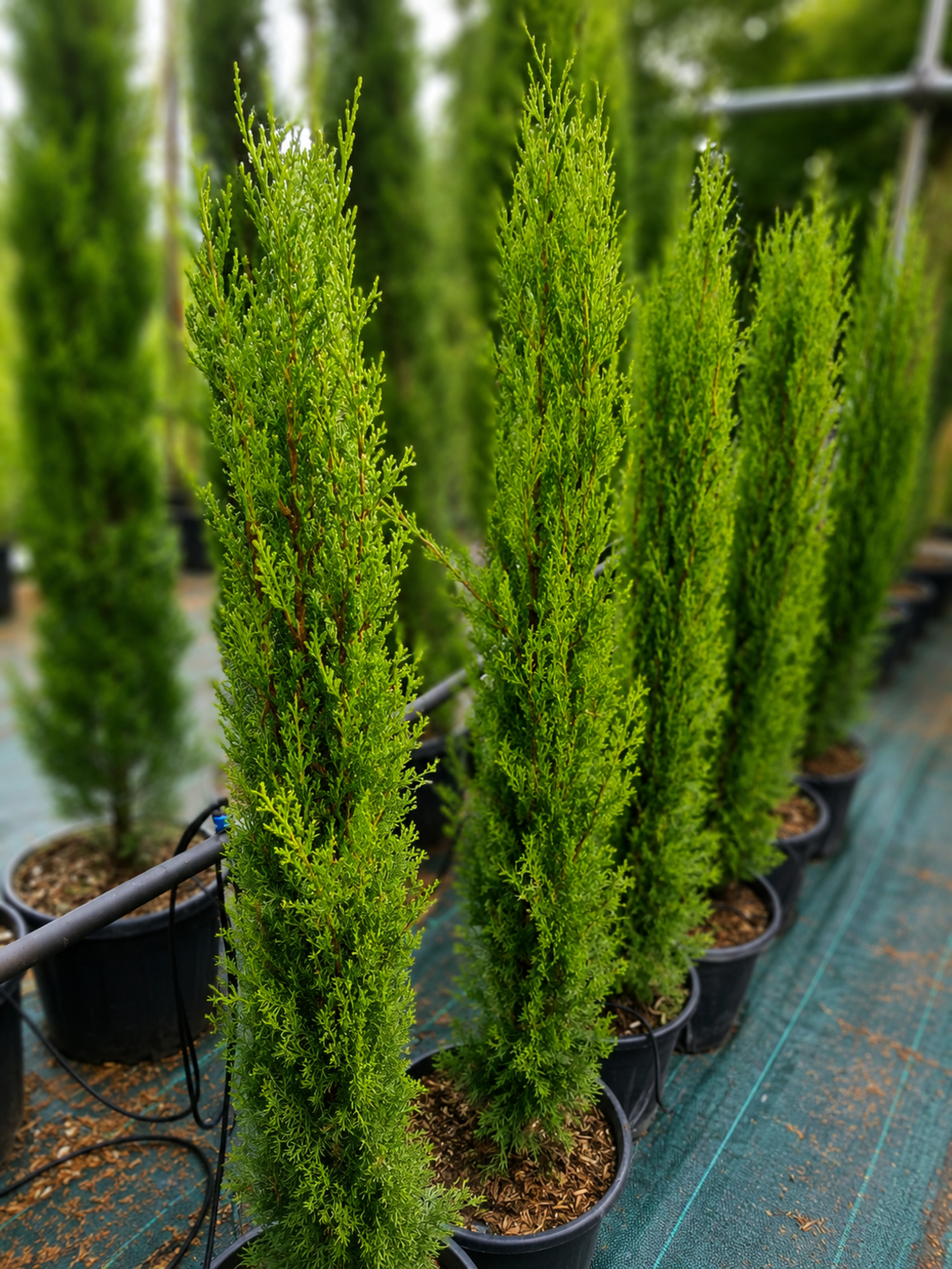 Кипарис Тотем Cupressus sempervierens 