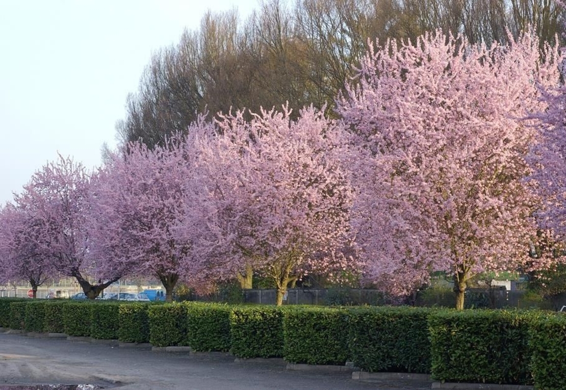Джанка ‘Nigra’ Prunus cerasifera ‘Nigra’
