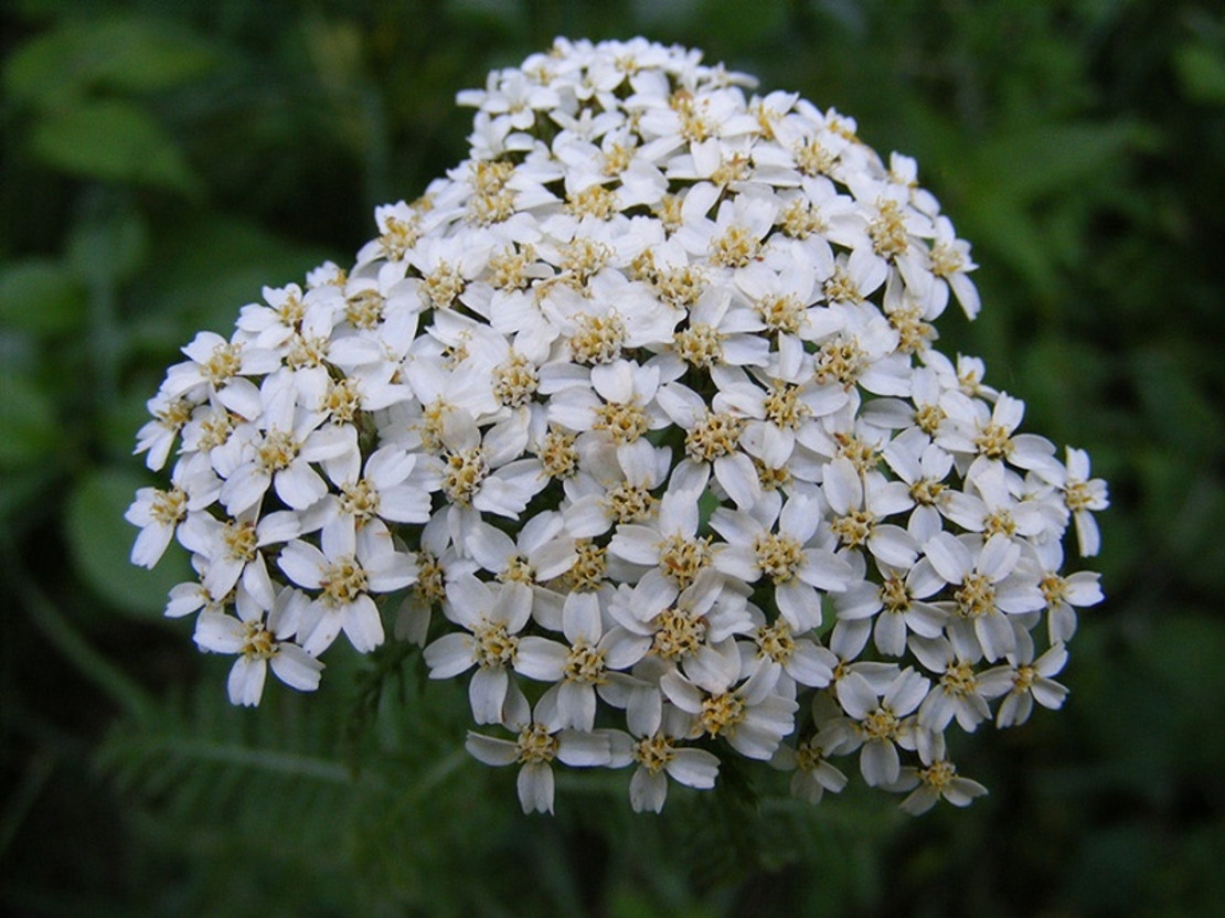 Ахилея (равнец) Achillea spp.