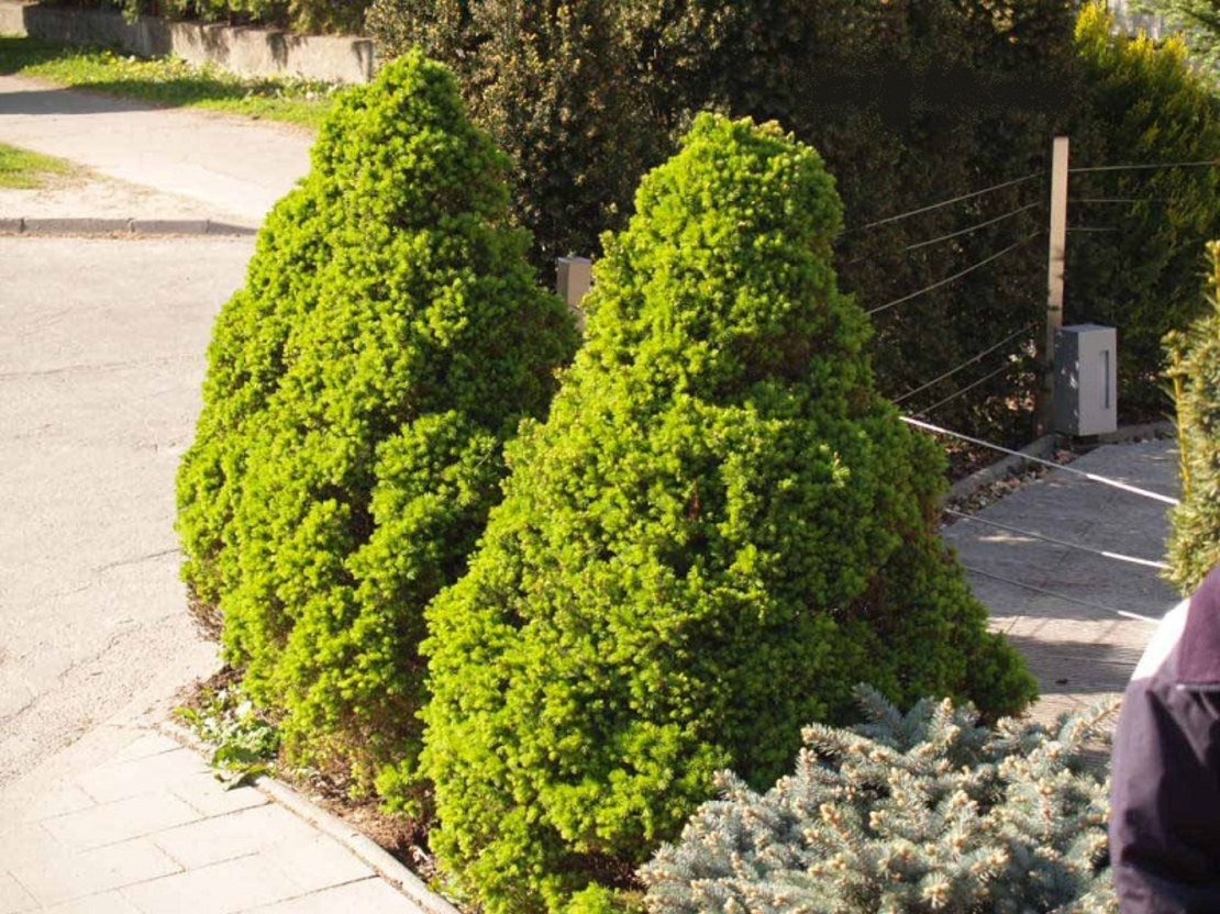 Смърч коника Picea glauca ‘Conica’