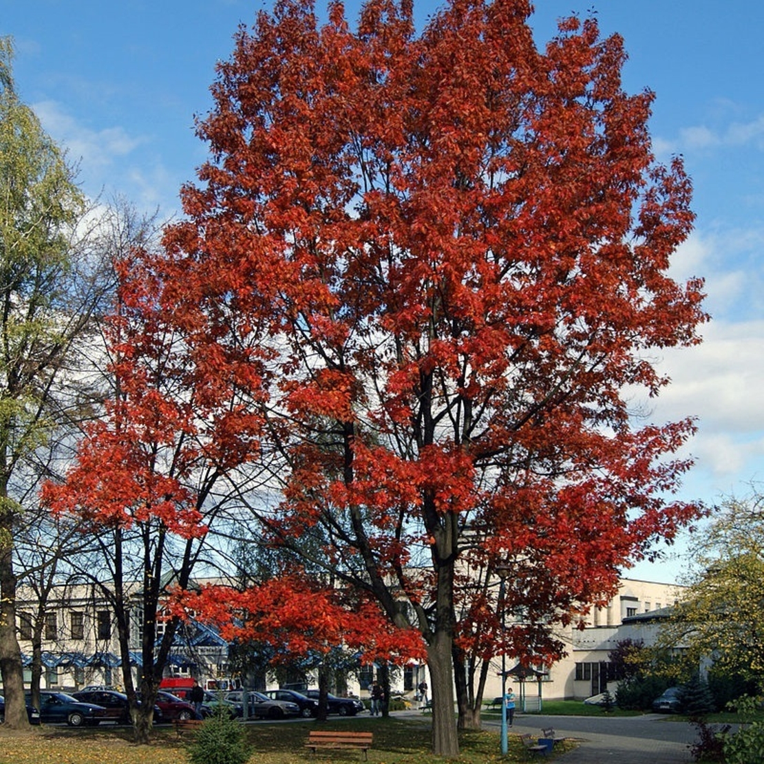 Червен дъб Quercus rubra