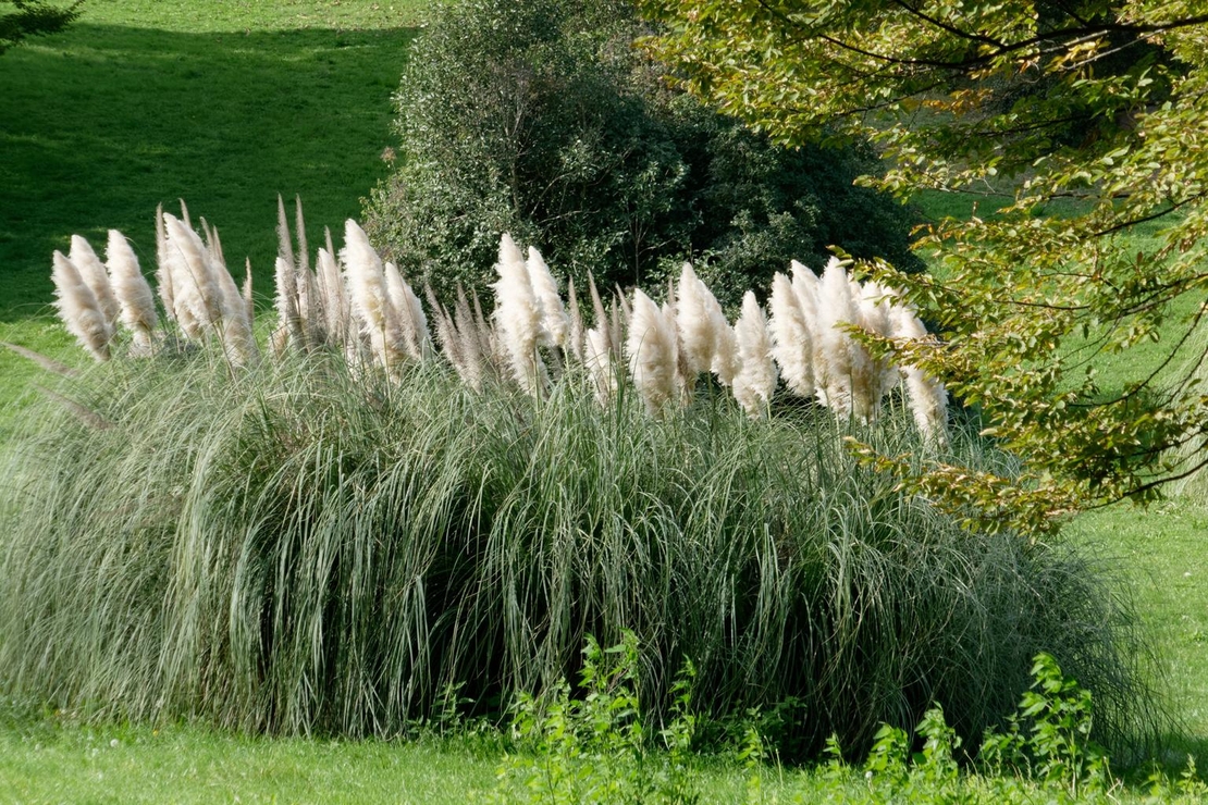 Кортадерия бяла, пампаска трева	Cortaderia selloana white