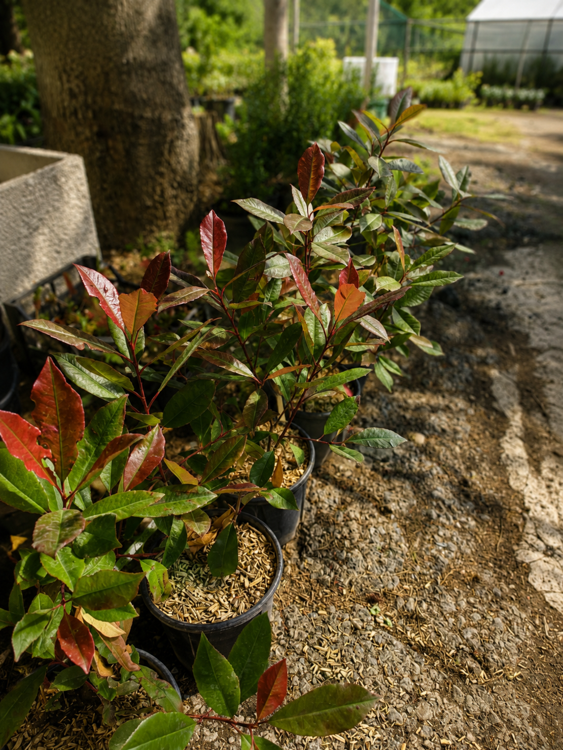 Фотиния	'Photinia fraseri Red Robin'