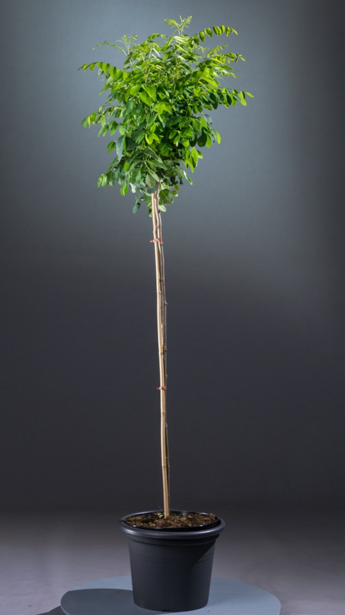 Робиния ‘Cascue Rouge’ Robinia margaretta ‘Casque Rouge’