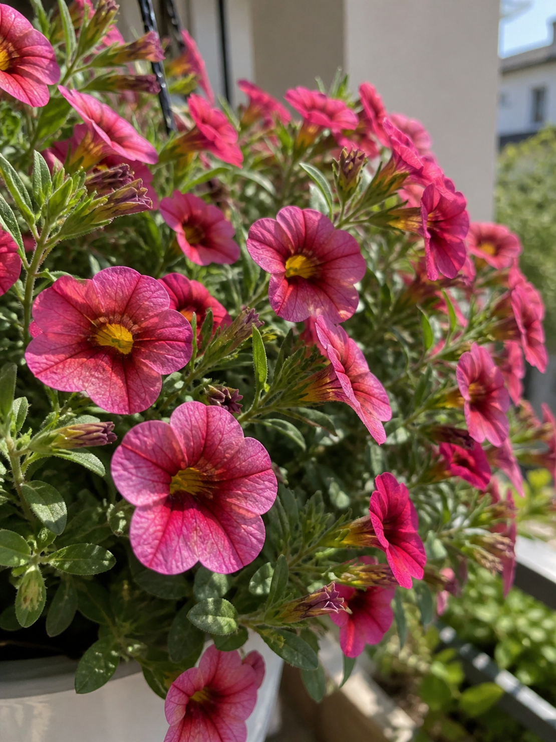 Калибрахоа Calibrachoa spp.