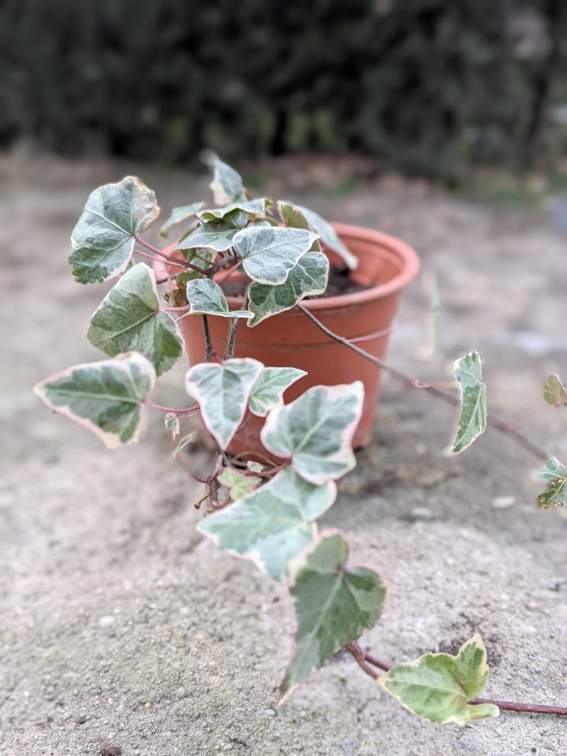 Бръшлян пъстролистен Hedera helix ‘Aureovariegata’