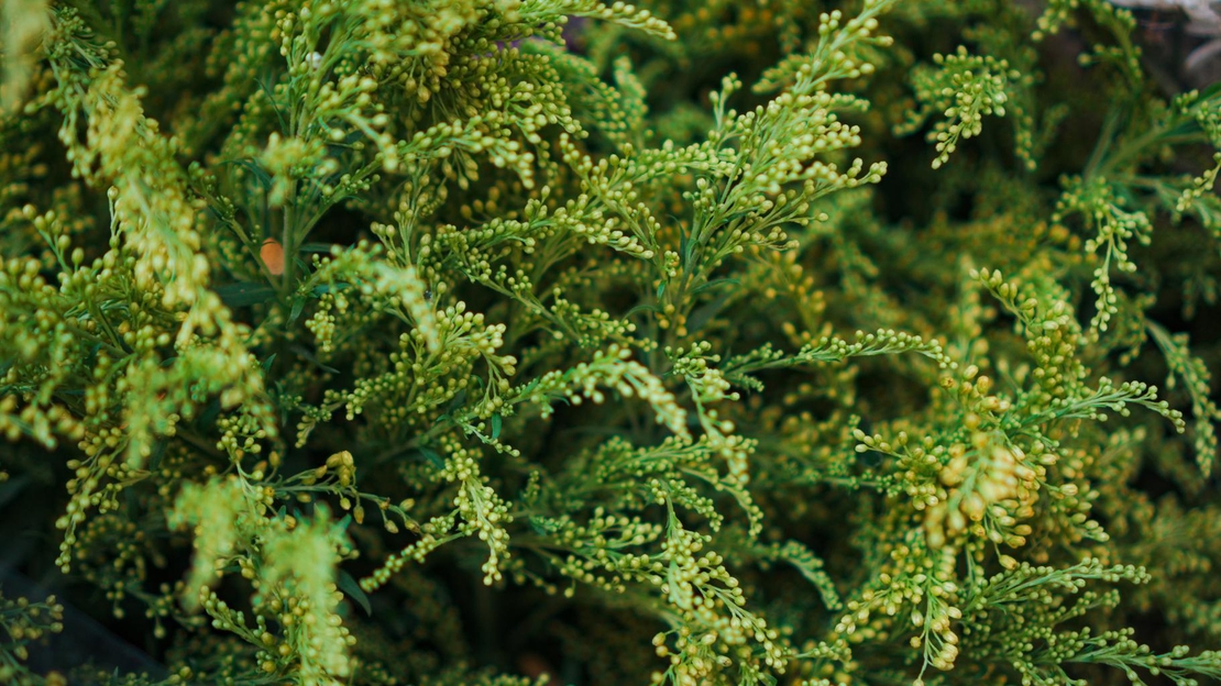 Туя Аурея нана	Thuja occ. 