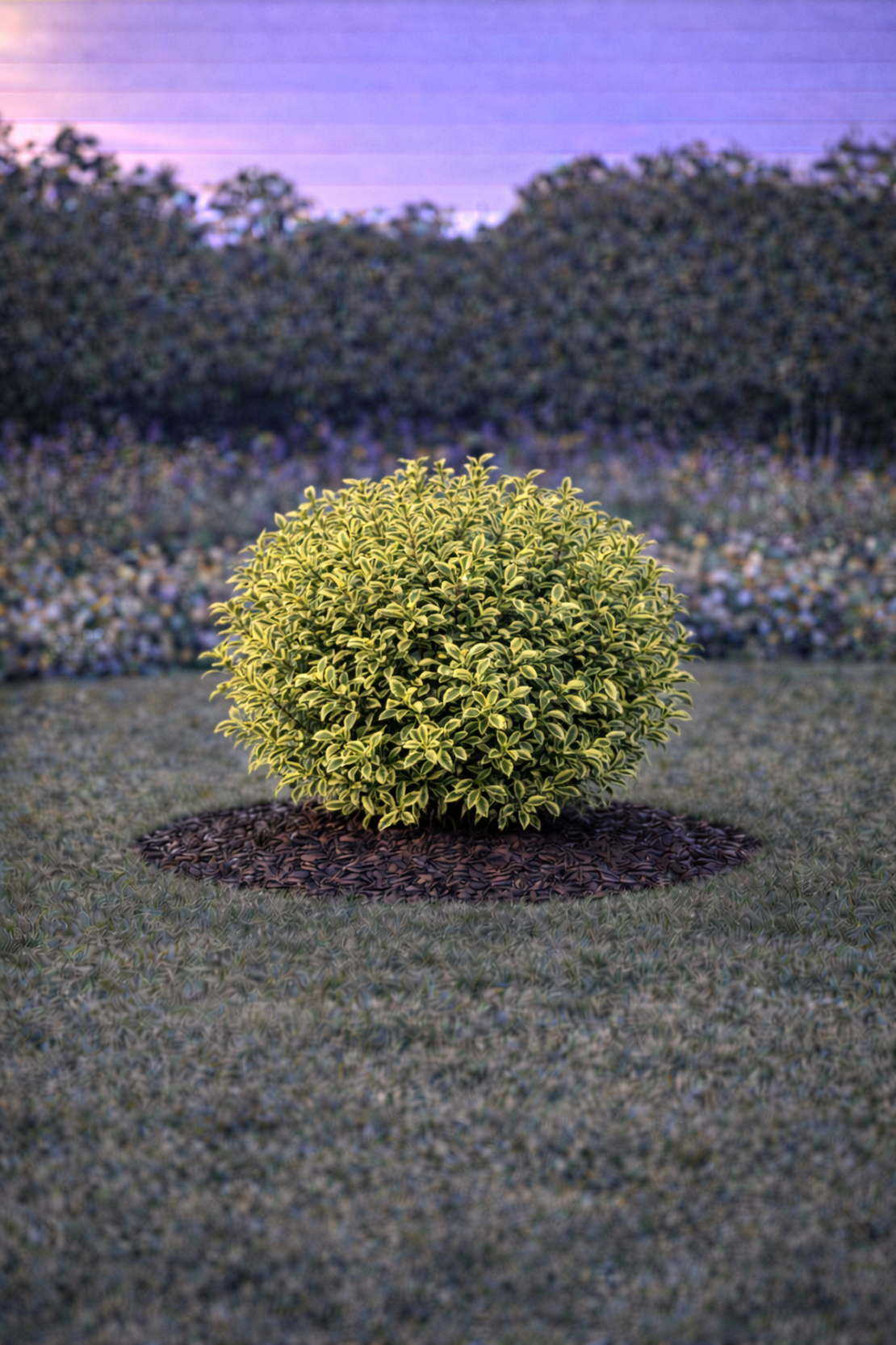 Лигуструм пъстролистен Ligustrum ovalifolium ‘Aureovariegatum’