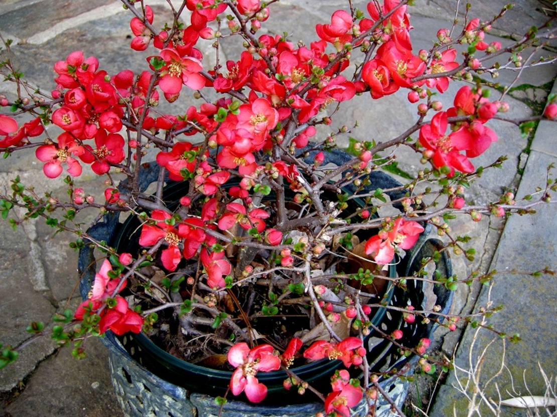 Дюля декоративна ‘Pink Lady’ Chaenomeles japonica ‘Pink Lady’