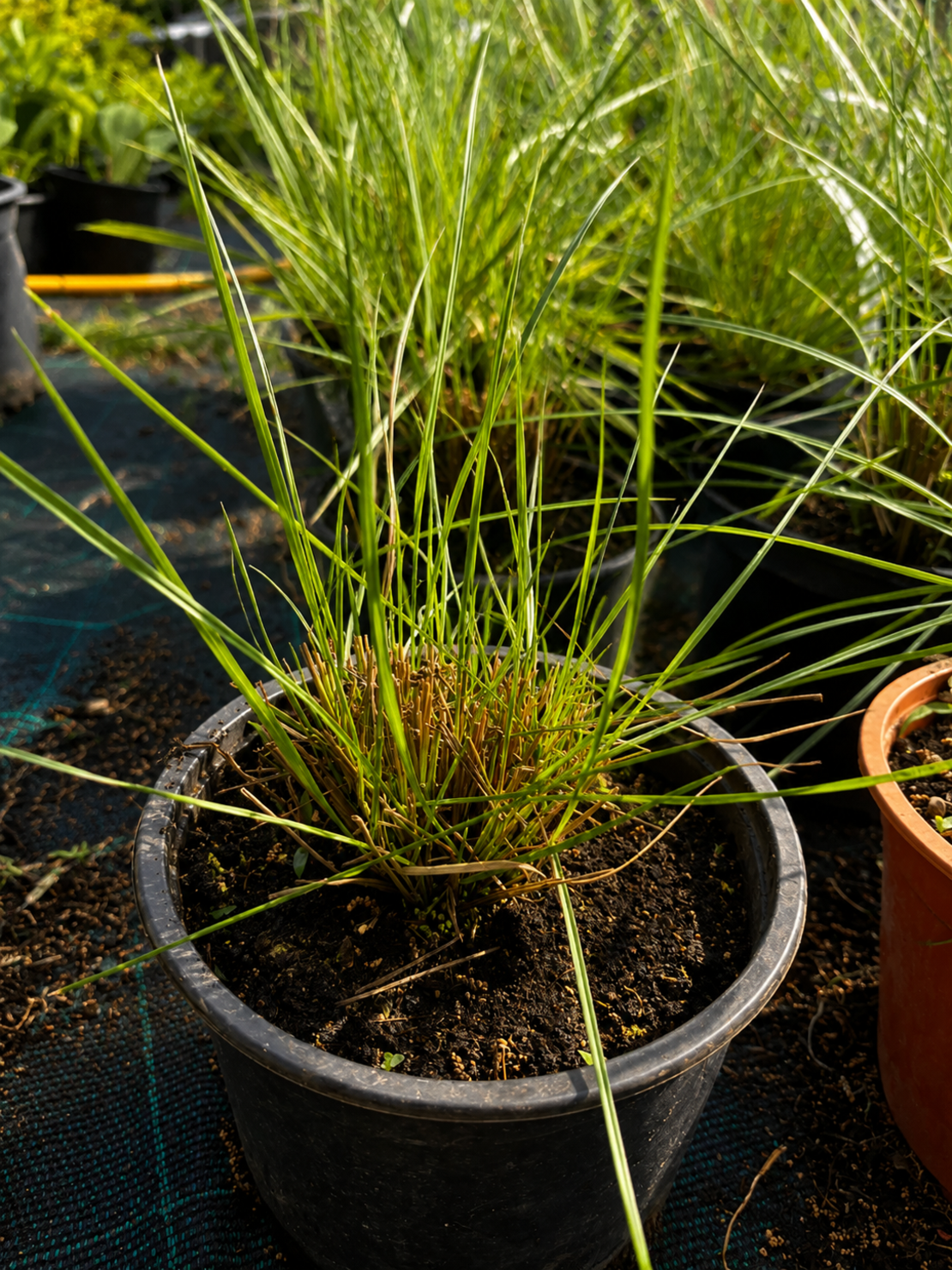 Мюленбергия 'Muhlenbergia spp.'