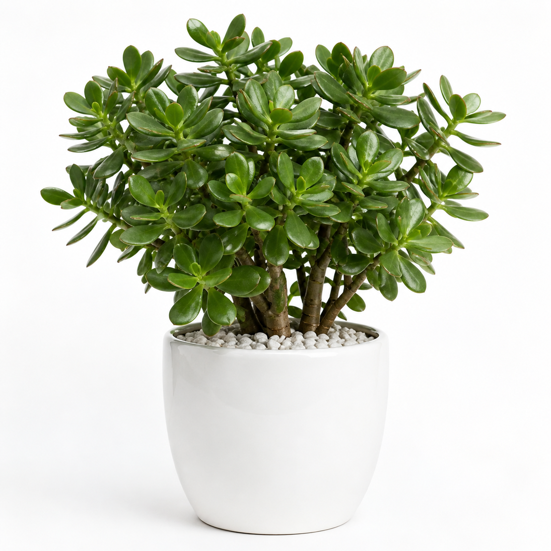 Дървото на живота 'Crassula ovata'
