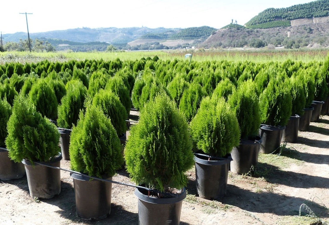 Туя ‘Aurea Nana’ Thuja occidentalis ‘Aurea Nana’