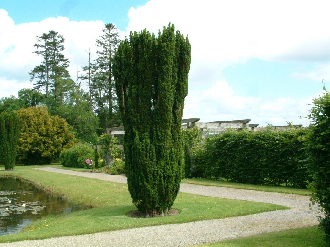 Тис ‘Fastigiata’ Taxus baccata ‘Fastigiata’
