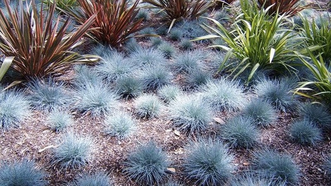 Фестука ‘Glauca’ Festuca glauca