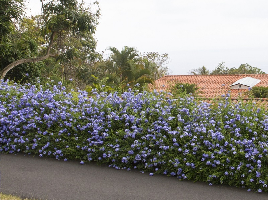 Пломбаго (син жасмин) Plumbago auriculata
