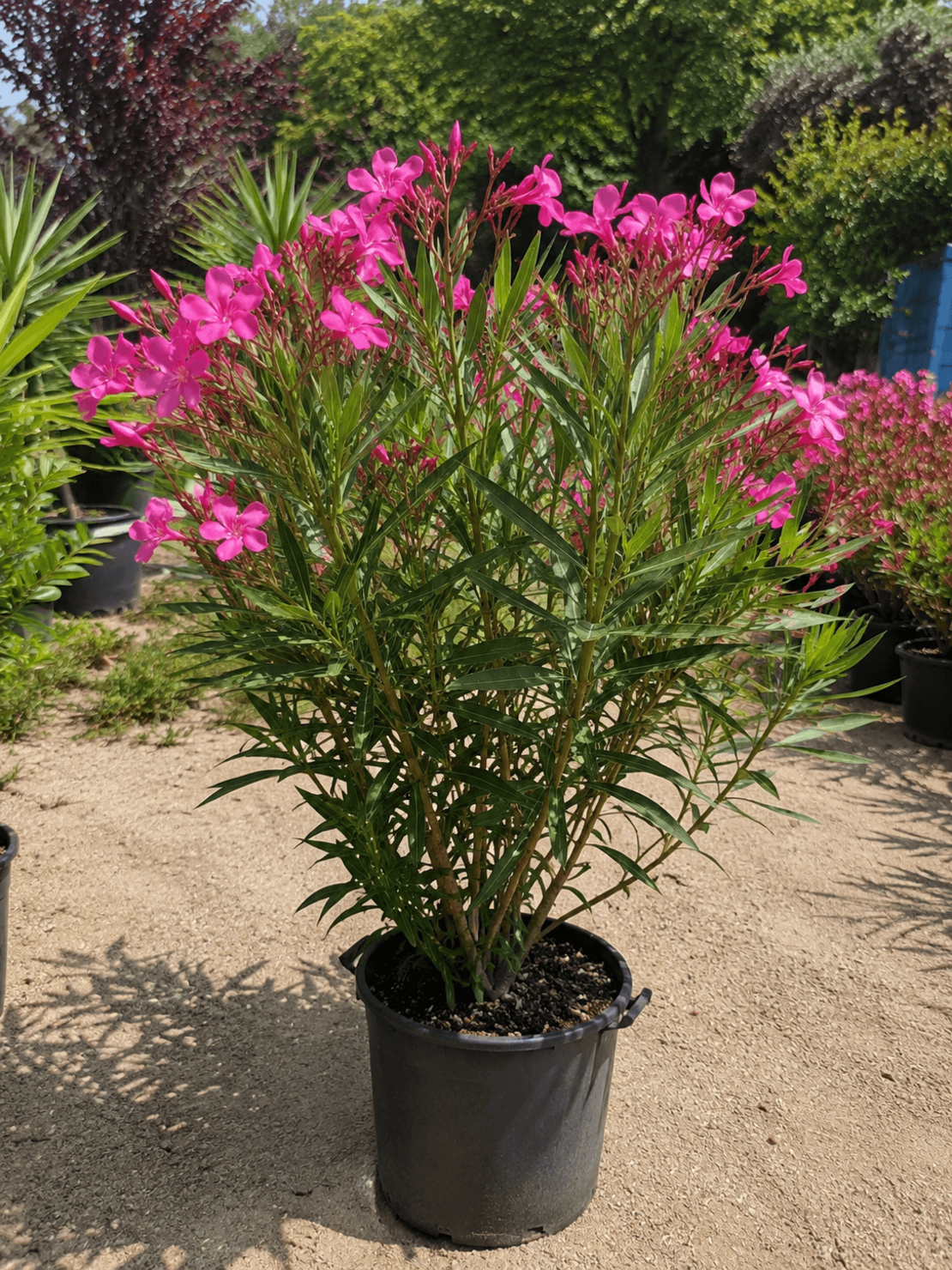 Зокум (Олеандър)   'Nerium oleander'