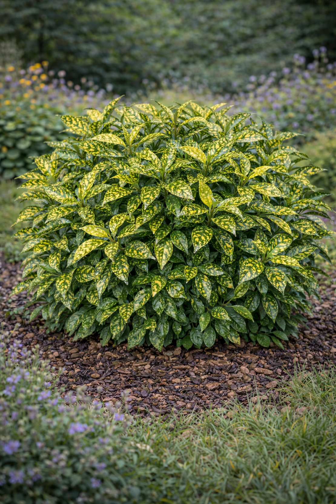 Аукуба ‘Crotonifolia’ Aucuba japonica ‘Crotonifolia’