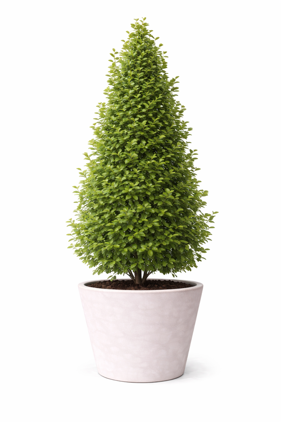 Габър ‘Pyramidalis’ Carpinus betulus ‘Pyramidalis’