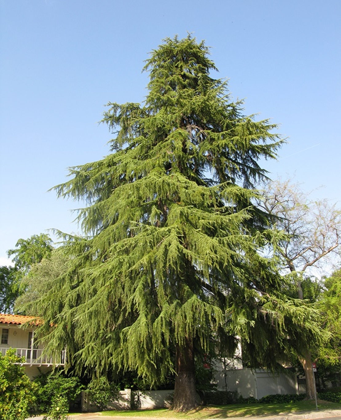 Кедър хималайски Cedrus deodara