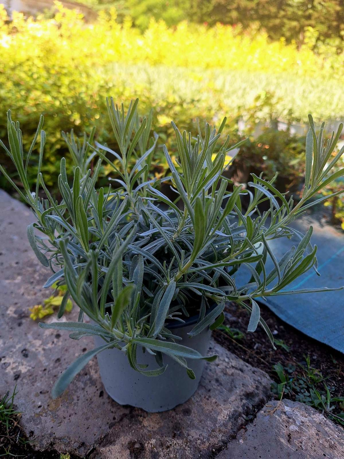 Лавандула ‘Hidcote’ Lavandula angustifolia ‘Hidcote’