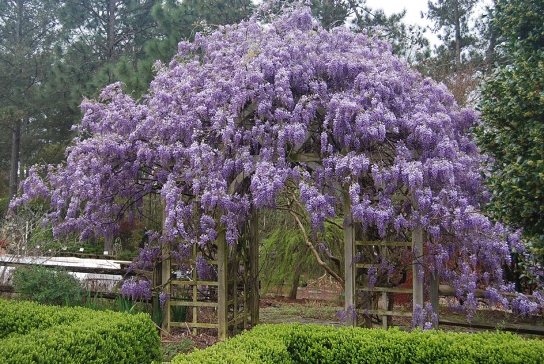 Глициния китайска Wisteria chinensis