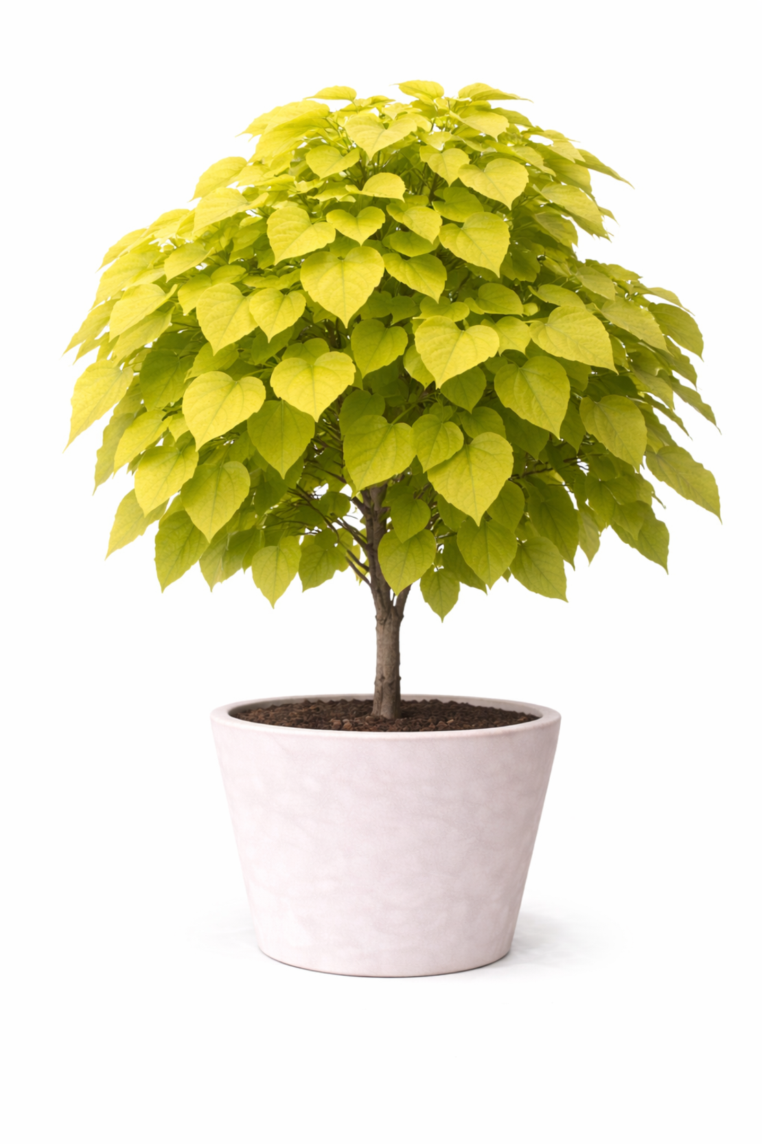 Каталпа ‘Aurea’ Catalpa bignonioides ‘Aurea’