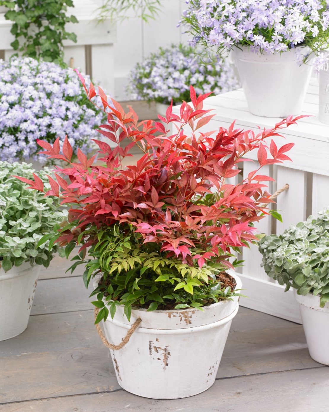 Нандина домашна Nandina domestica