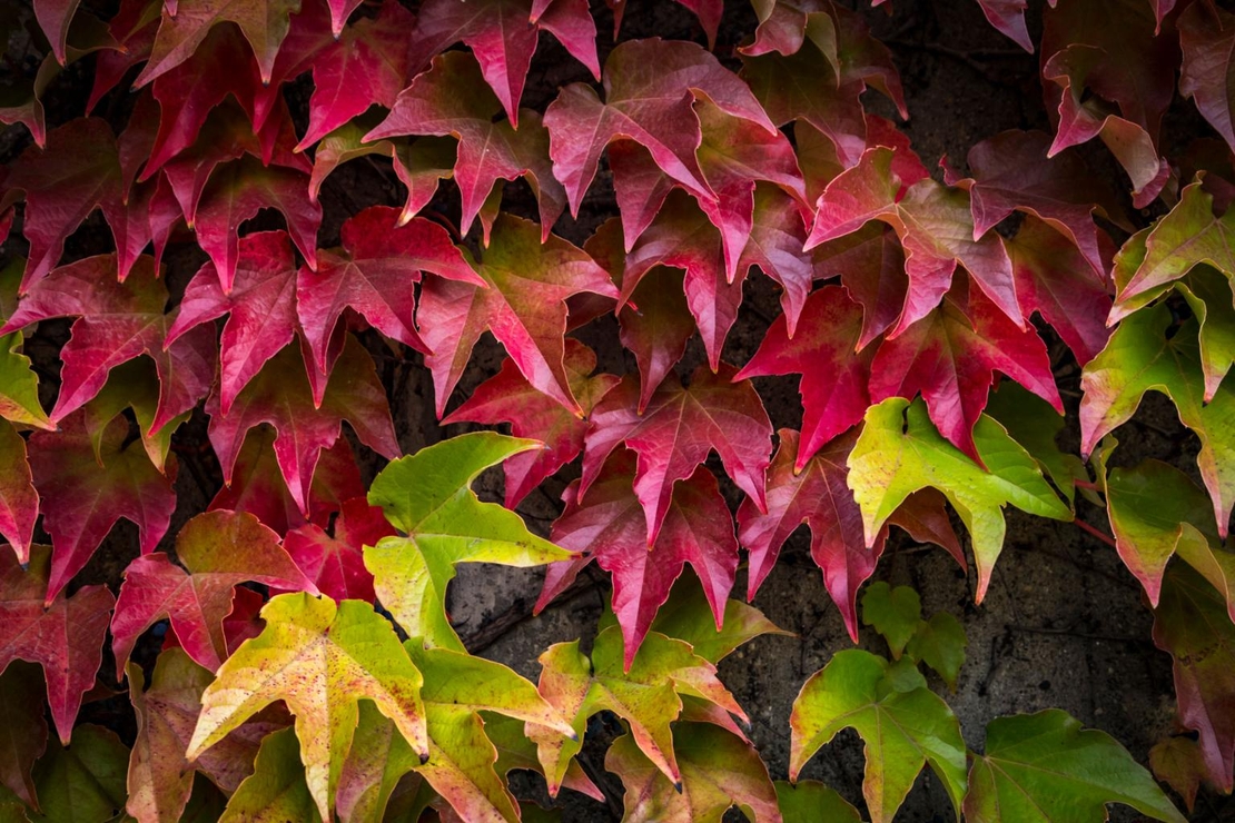 Дива лоза триделна, трисеменна	Parthenocissus tricuspidata