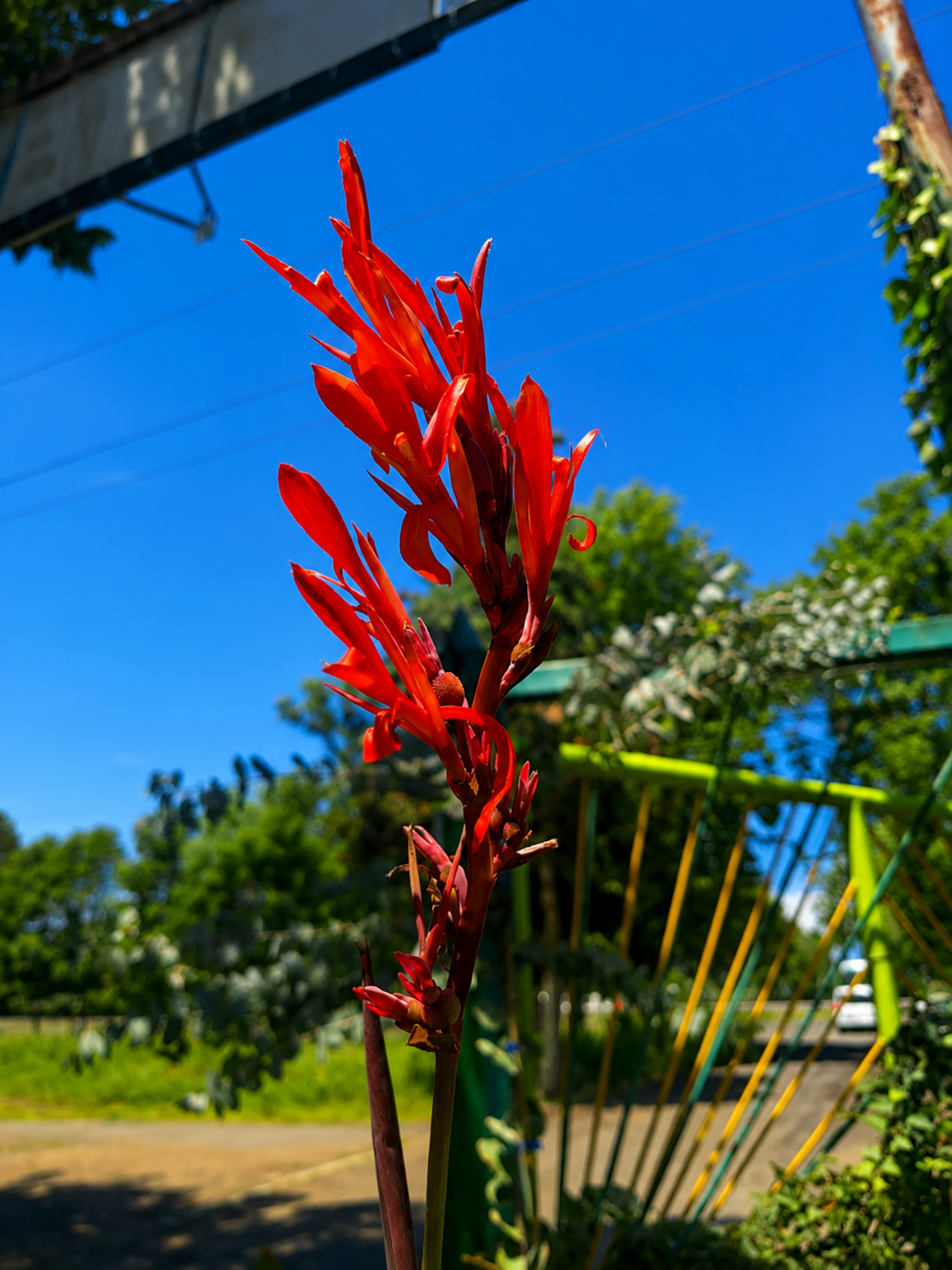 Кана индийска 'Canna indica'
