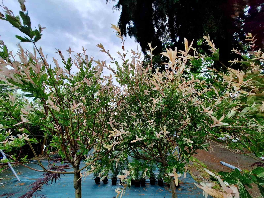 Трицветната върба (Salix integra 'Hakuro Nishiki')