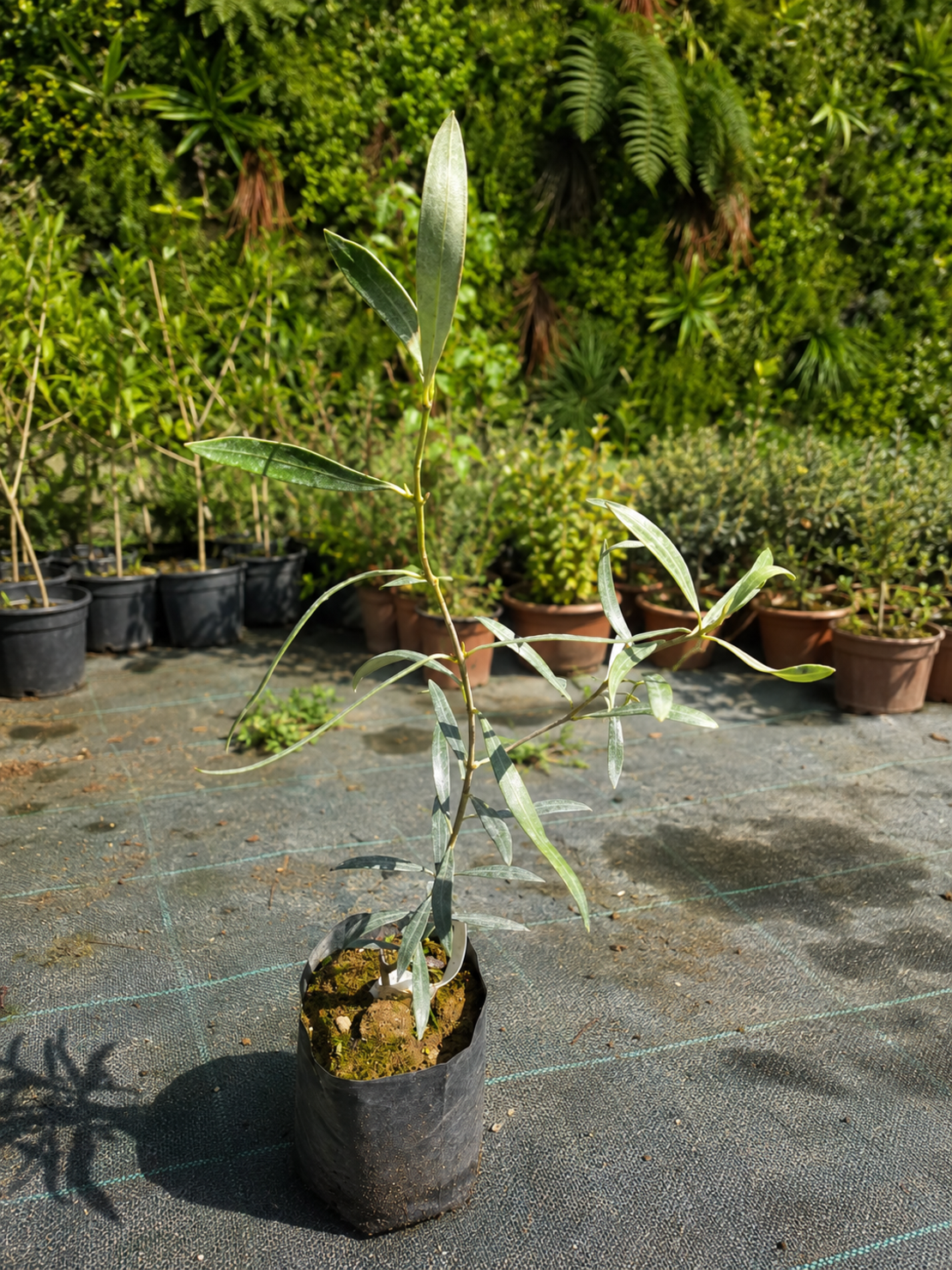 Маслина (европейска) 'Olea europaea' 20см