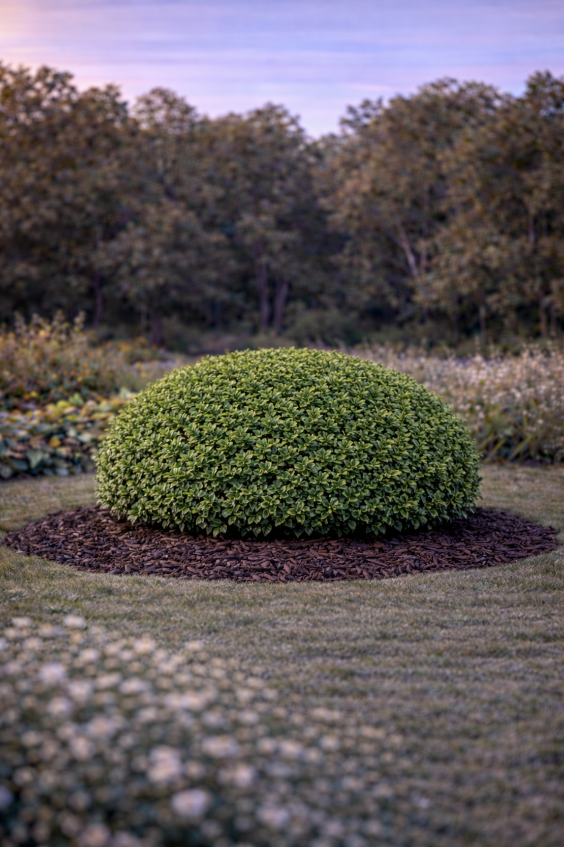 Евонимус микрофила Euonymus microphyllus