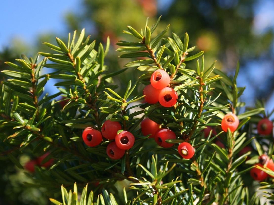 Тис обикновен Taxus baccata