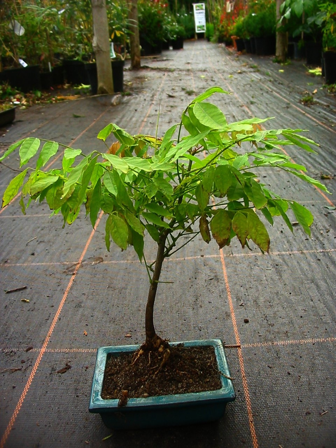 Глициния китайска Wisteria chinensis