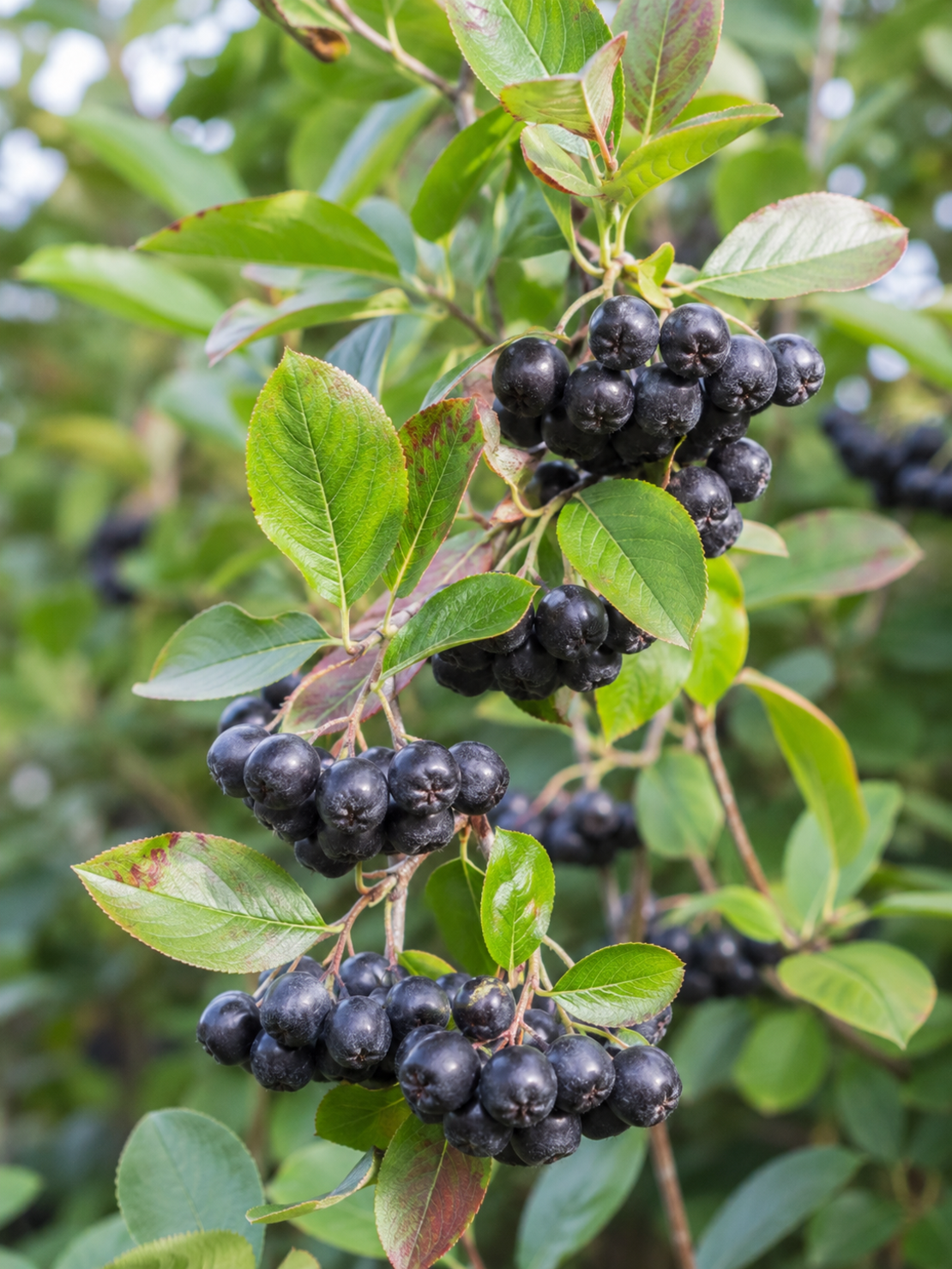 Арония | 'Аronia macrocarpa'