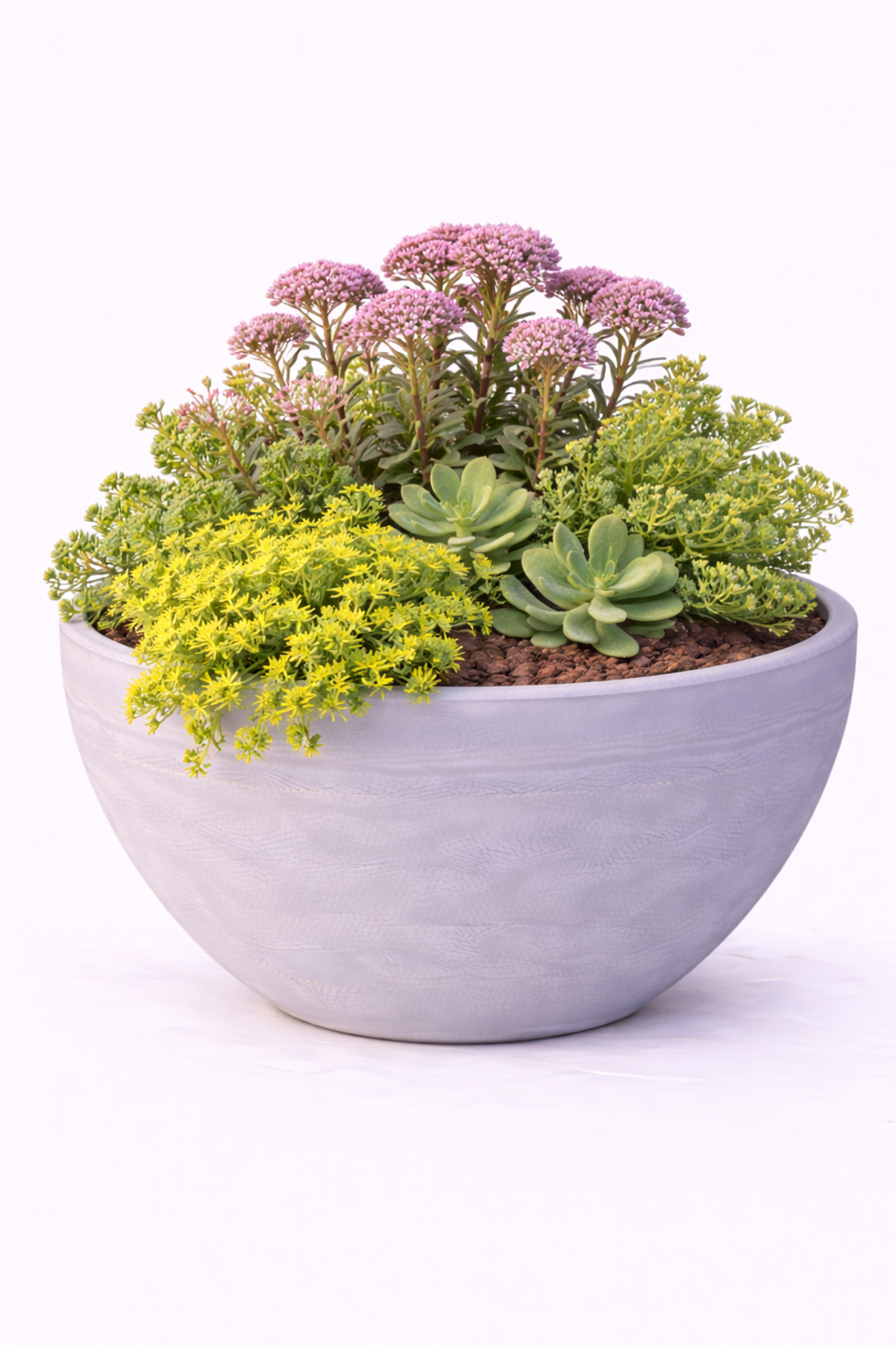 Тлъстига (седум) Sedum spp.