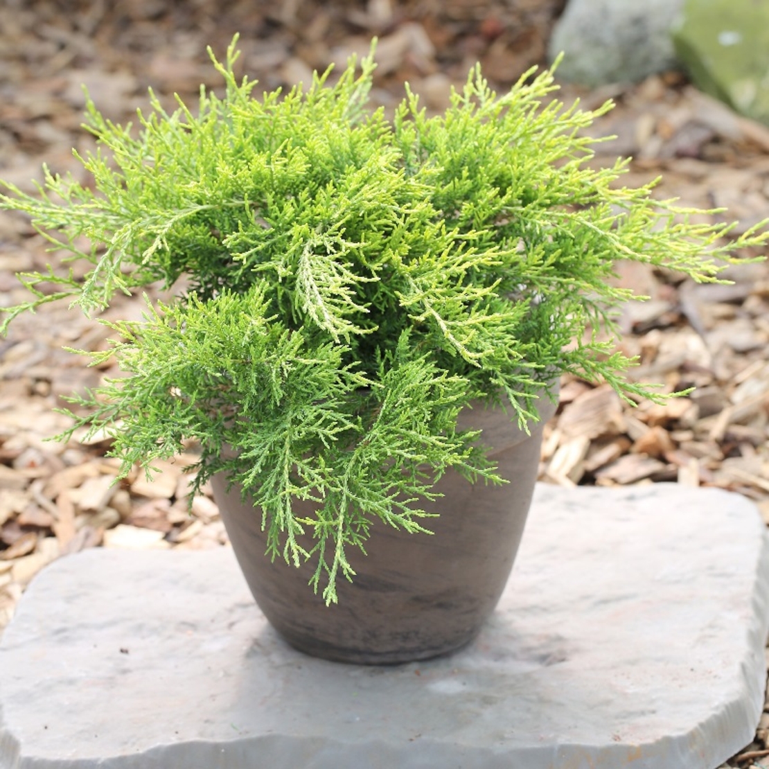 Хвойна хоризонтална ‘Old Gold’ Juniperus horizontalis ‘Old Gold’