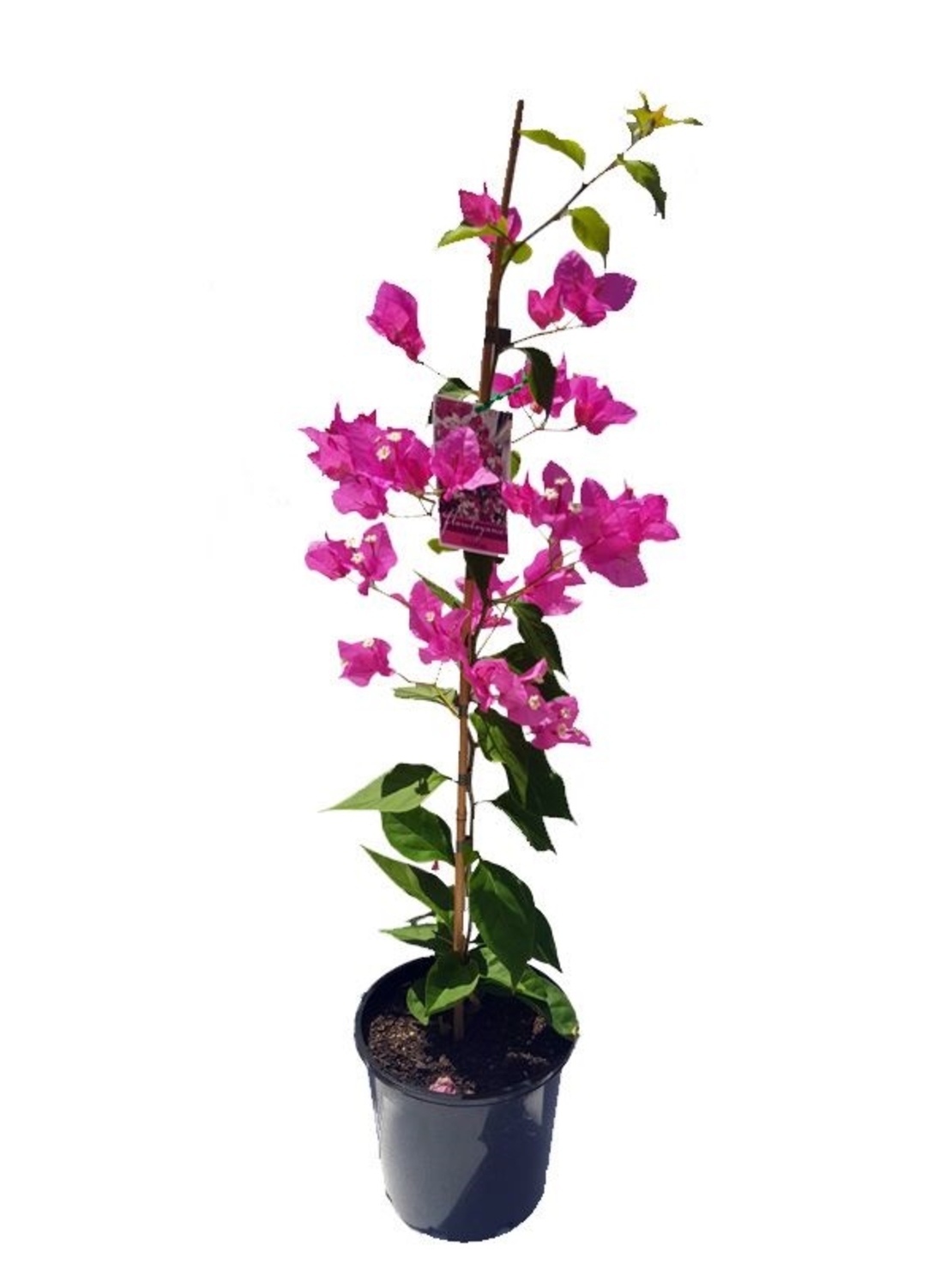 Бугенвилия (микс) Bougainvillea spp.