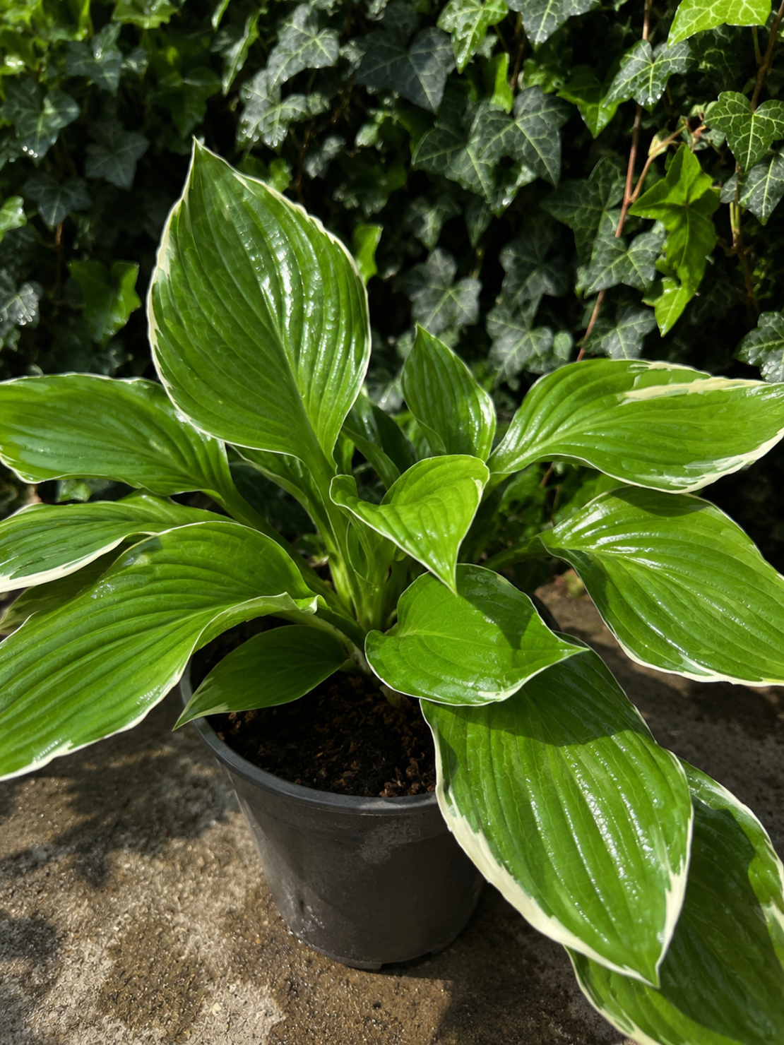 Хоста микс Hosta spp.