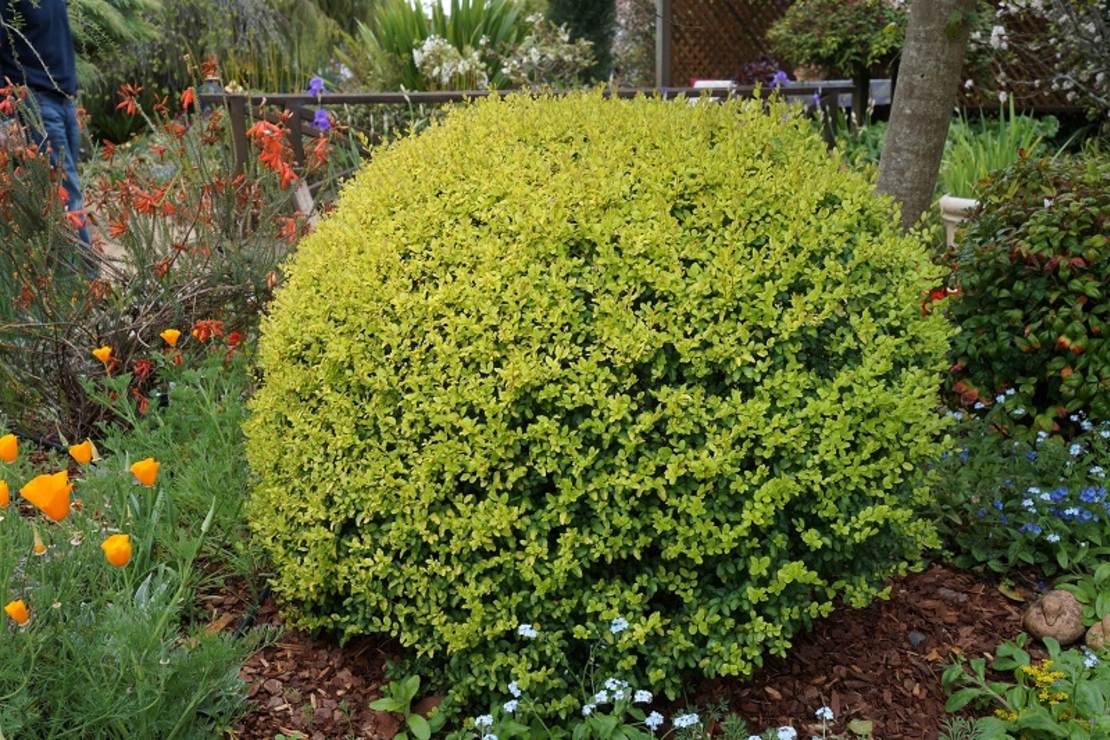 Лигуструм пъстролистен Ligustrum ovalifolium ‘Aureovariegatum’