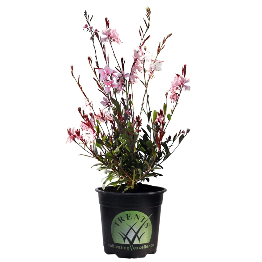 Гаура Gaura lindheimeri