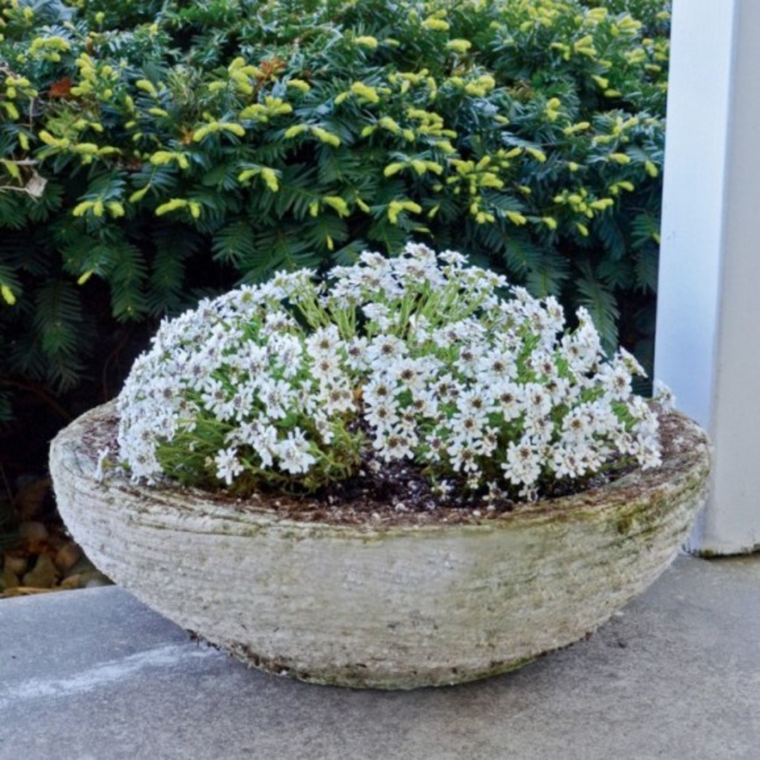 Иберис Iberis sempervirens