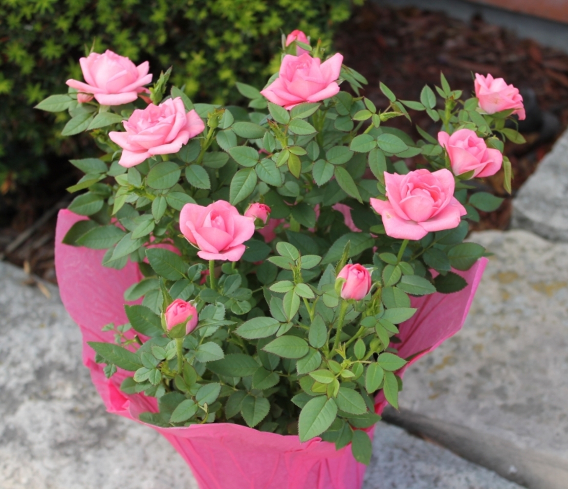 Мини роза Rosa (mini hybrids)