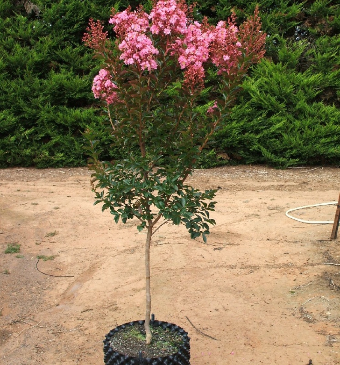 Лагерстремия индийска Lagerstroemia indica