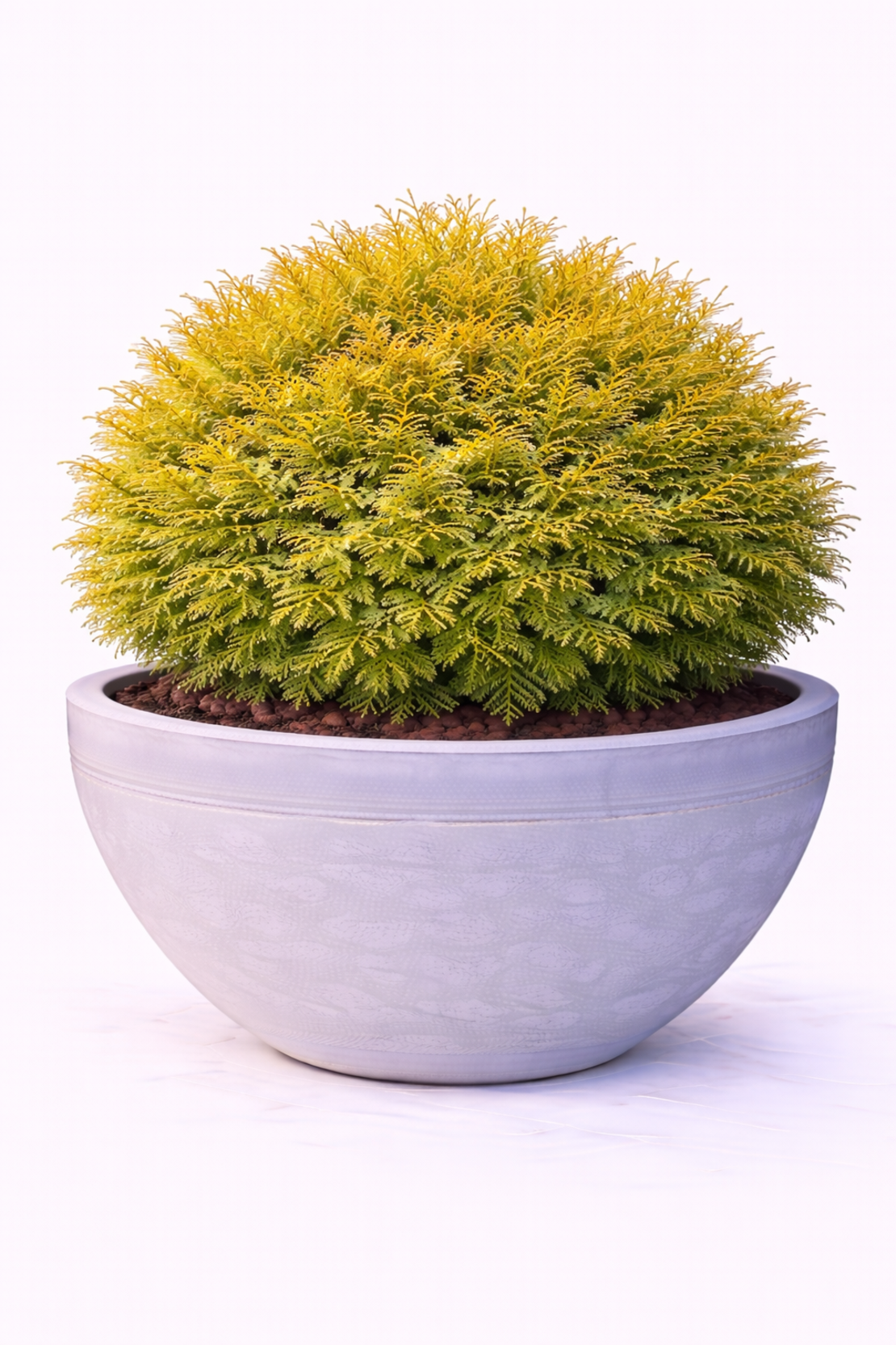 Туя ‘Rheingold’ Thuja occidentalis ‘Rheingold’